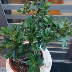 2026年最新】ガジュマル盆栽の人気アイテム - メルカリ