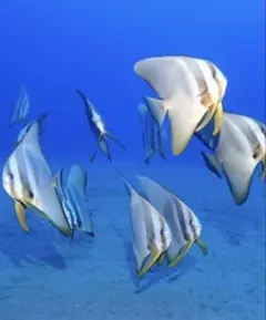 花＊花mammy様専用②