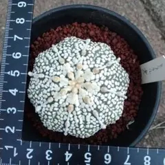 2026年最新】ミラクル兜の人気アイテム - メルカリ