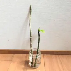 2026年最新】ウンベラータ 苗の人気アイテム - メルカリ