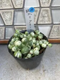 斑入りグリーンネックレス③