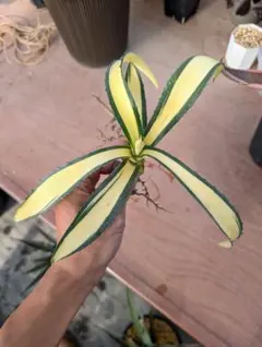 2026年最新】サルミアナ フェロックスの人気アイテム - メルカリ