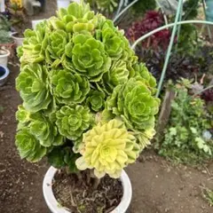 多肉植物。 ユリ。如意法師錦專用図 多肉植物。 ユリ。如意法師錦專用図 - メルカリ