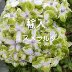 2026年最新】輸入アジサイ 苗の人気アイテム - メルカリ