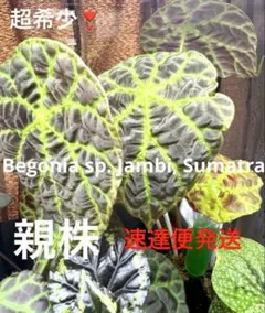 Begonia sp. from North Toraja 青ベゴニア 原種 - メルカリ