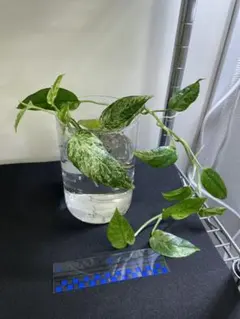 2025年最新】エピプレムナム マーブルの人気アイテム - メルカリ