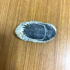 Item thumbnail for item 972274ea-7753-40a0-a775-d6f1a4a561b6