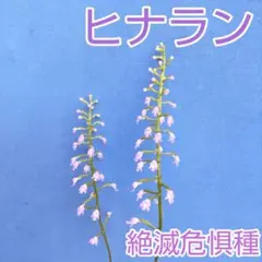 patorishiahana様 リクエスト 2点 まとめ商品