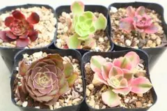 多肉植物 アエオニウム2品種セット「Red Devil&Sunset」 - メルカリ