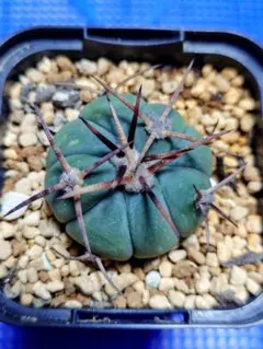 2025年最新】エキノカクタスの人気アイテム - メルカリ