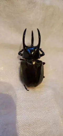 アトラスオオカブト 標本 木製ケース入り - メルカリ