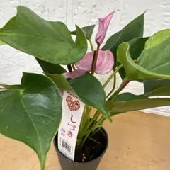 レア♡ミニアンスリウム♡しづき♡詩月♡2号♡ポットごと宅急便コンパクト レア♡ミニアンスリウム♡しづき♡詩月♡2号♡ポットごと宅急便