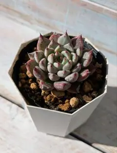 2025年最新】沙羅姫牡丹の人気アイテム - メルカリ