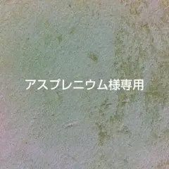 2026年最新】scindapsus スキンダプサスの人気アイテム - メルカリ