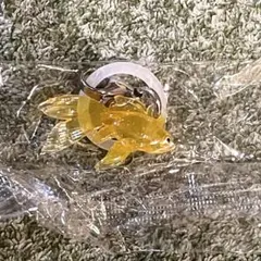 Item thumbnail for item 47d699f6-55f6-4281-88f2-93548f72061a