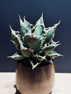 アガベチタノタ狼人　現品鉢ごと発送 アガベチタノタ狼人 現品鉢ごと発送 - メルカリ