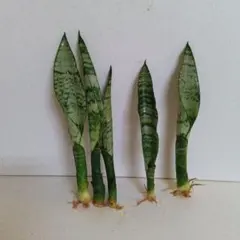 #ststGarden 【SALE❗️】様 リクエスト 2点 まとめ商品