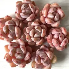 *Louloutte❁¨̮多肉25日まで様 リクエスト 2点 まとめ商品