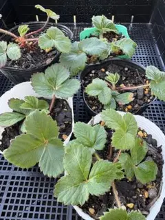 【いちご抜き苗】5本