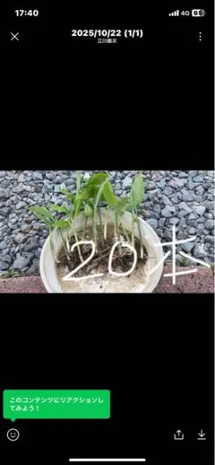 ミョウガ苗２０本 ふじっぴさん専用ページ