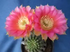 花鳥風月様 リクエスト 2点 まとめ商品