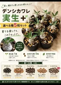 デンシカワレ実生+選べる種５粒セットのサムネイル
