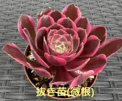 ☆多肉植物☆浣紗・アエオニウム☆ - メルカリ