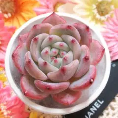 ちはる様 リクエスト 2点 まとめ商品