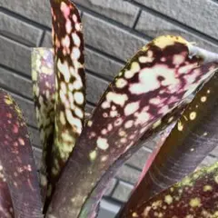 Billbergia Kolan Cosmic Starlight 子株付き - メルカリ