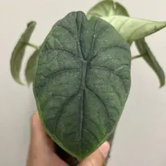 daisuke/ 断捨離中まとめ買い歓迎様 リクエスト 3点 まとめ商品