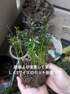カラタチ　Ｌサイズ5本　Sサイズ15本のサムネイル