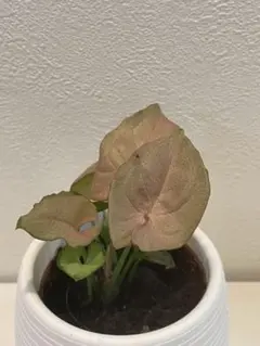 プラム様 リクエスト 2点 まとめ商品