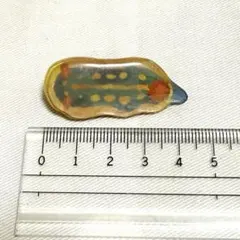 Item thumbnail for item ce2e6bb1-2fec-4bab-8e2f-d60c37535422