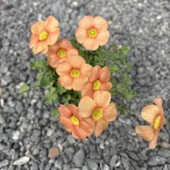 モカれん様 リクエスト 2点 まとめ商品