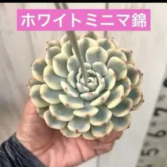 ホワイトミニマ錦　葉数多い！花木市場より入荷　カット苗　根ありのサムネイル