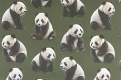 【ゆきちゃん限定】X1960-2 パンダ カーキ コットン生地 1m