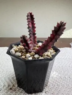 ハル様 リクエスト 2点 まとめ商品