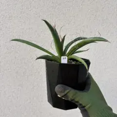 #117 Yucca carnerosana ユッカ・カルネロサナ 抜き苗のサムネイル