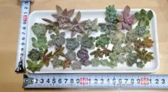 telltell様 リクエスト 2点 まとめ商品