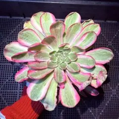 雪様 リクエスト 2点 まとめ商品　速達料金込み