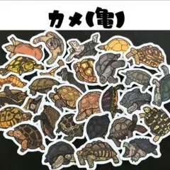 カメ　フレークシール　爬虫類　亀　リクガメ　ミズガメ　ウミガメ　シール