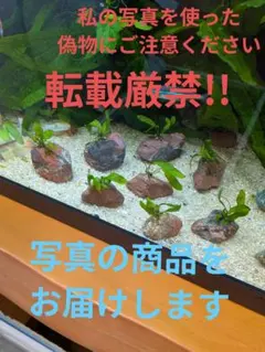 ミクロソリウム　プテロプス8株石付きのサムネイル