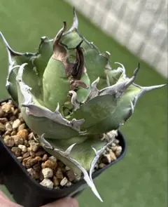 アガベ　まとめ売り 2025年最新】アガベまとめ売りの人気アイテム - メルカリ