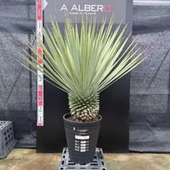 2026年最新】ユッカ ロストラータの人気アイテム - メルカリ