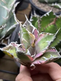 ツナティ様 リクエスト 2点 まとめ商品