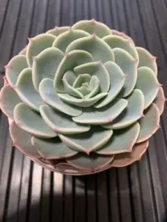 GUSHIchan様 リクエスト 3点 まとめ商品