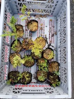 ♢鉢植え 苗色々(全て処分予定です)❄何方か可愛がって下さいね