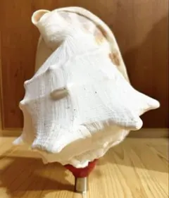 修験道 法螺貝34㎝ 山伏 密教 魔除け 熊よけ❣️ホラガイ ほら貝