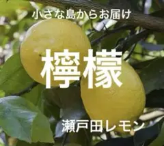 90国産瀬戸田レモンのサムネイル