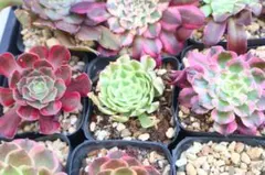 アエオニウム5品種セット「カナリア斑入り&銅花順錦&韶華&ピンクトリ